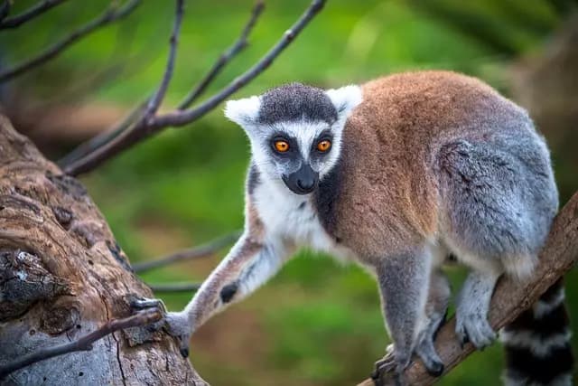 Lémuriens de Madagascar