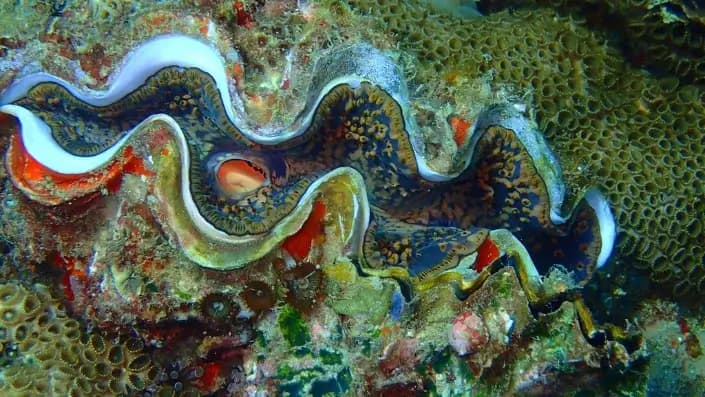 Tridacne géant de Nosy Tanikely