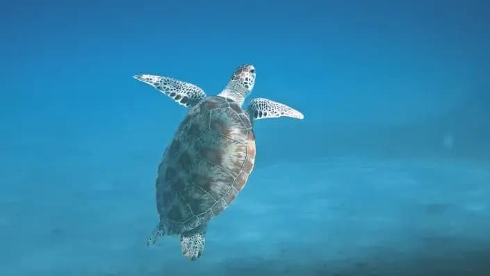 tortue de mer à Nosy Tanikely