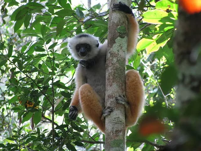 Sifaka d'Andasibe Mantadia