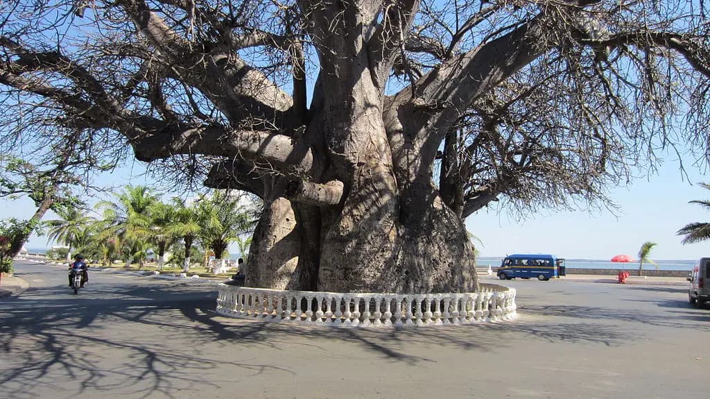 baobab majunga